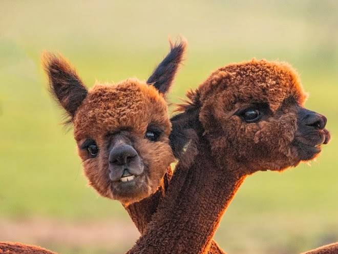 Alpaca country estates