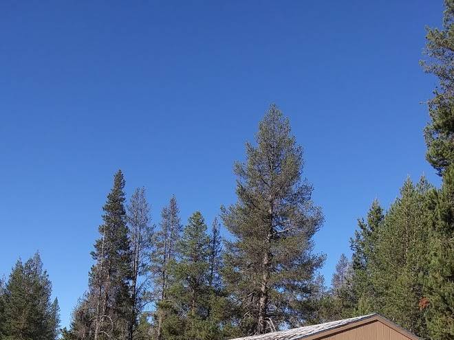Whispering pines motel
