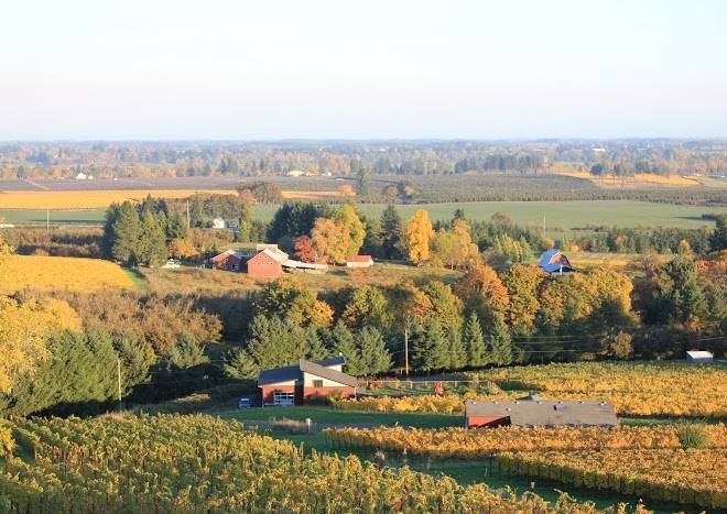 Balanza vineyard