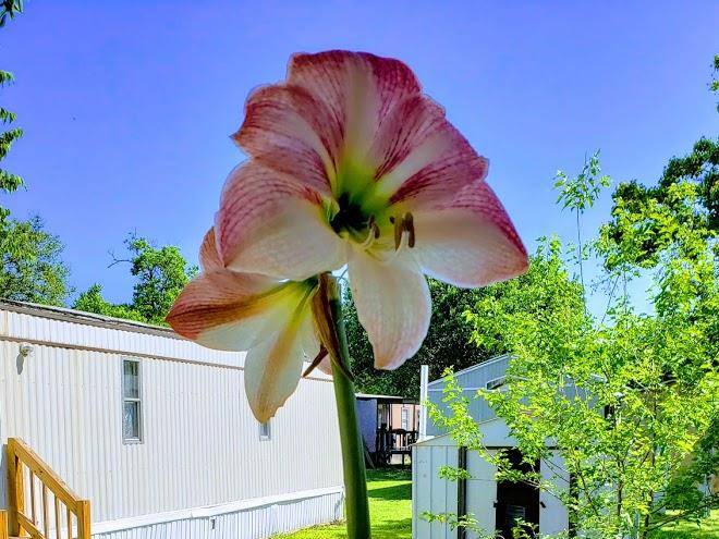 Primrose lane rv park