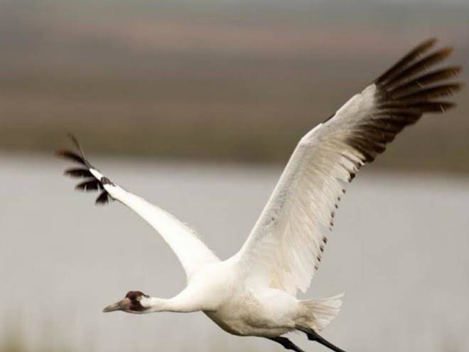 Texas coast rv resorts