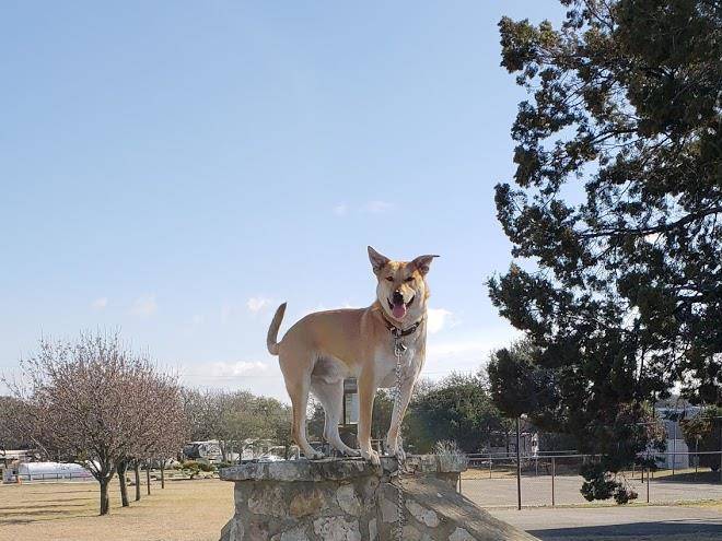 Alamo fiesta rv resort