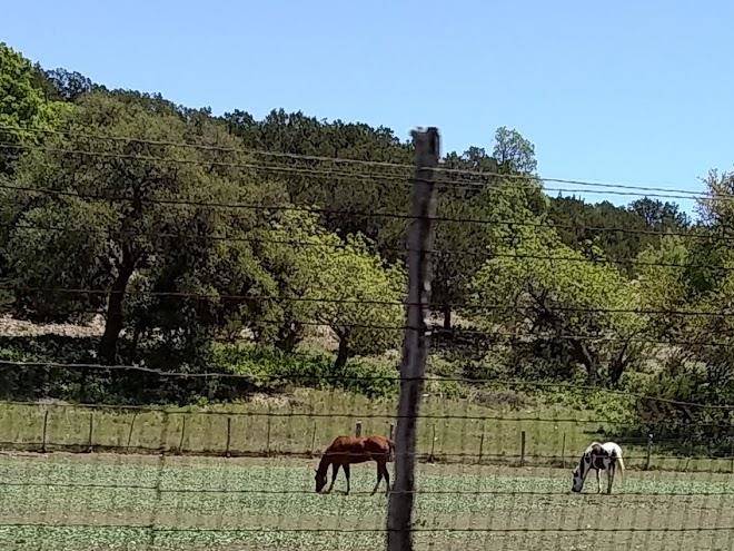 Painted horse