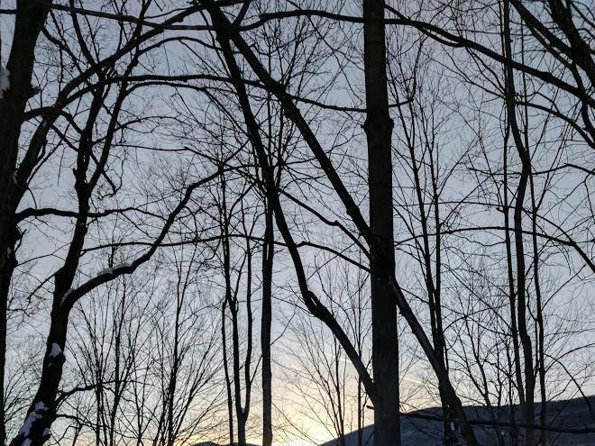 Cutleaf maples motel