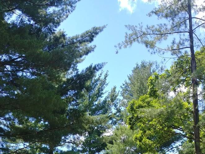 Pine point lodge llc