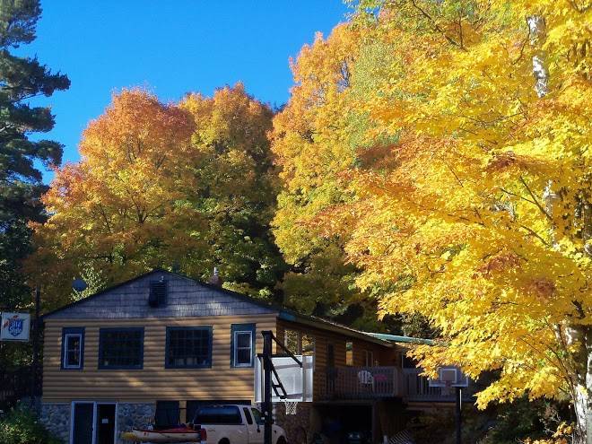 Pine forest lodge
