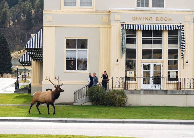 Mammoth hot springs hotel & cabins