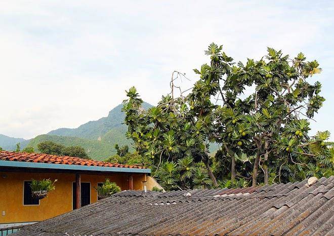 Posada turpial