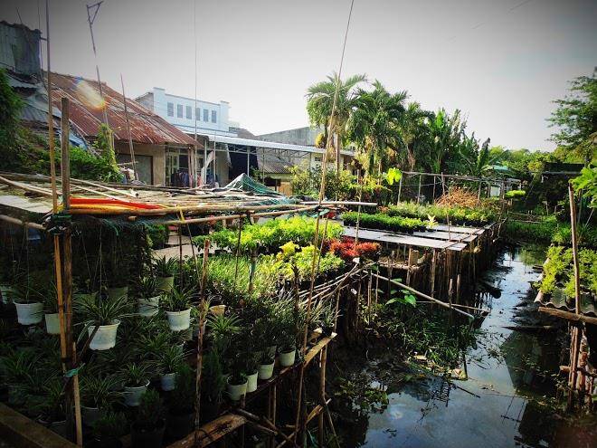 Flower & frog homestay