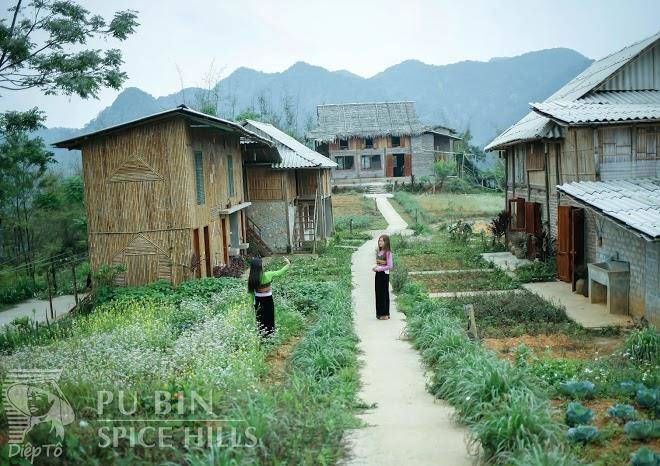 Pu bin spice hills