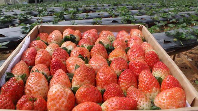 No 10 strawberry garden