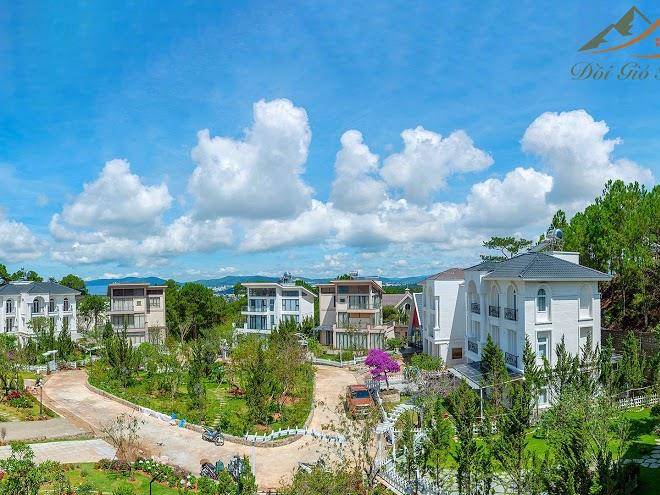 View hill pine forest dalat