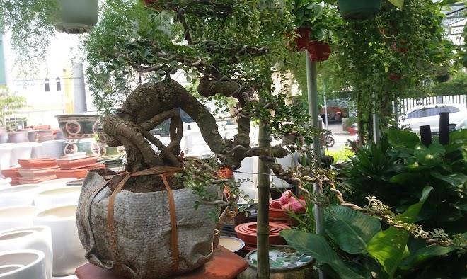 Panda garden